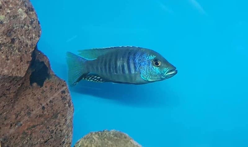 Otopharynx brooksi 'Makokola Reef'